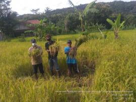 Hasil Ubinan Kelompok Tani Kalurahan Sampang